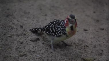 Kırmızı ve sarı barbet kuru dalda oturuyor. Kumu kazan kırmızı ve sarı barbet. Yüksek kaliteli FullHD görüntüler