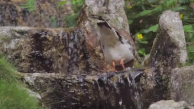 Taçlı kanat. Vanellus Coronatus ya da taçlandırılmış pulluk bir derede yıkanır. Yüksek kaliteli FullHD görüntüler