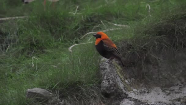 Évêque Rouge Ailes Noires Charmant Évêque Rouge Bird Euplectes Hordeaceus — Video