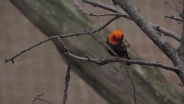 Svart Bevingad Röd Biskop Härliga Red Bishop Bird Euplectes Hordeaceus — Stockvideo