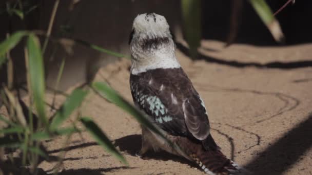 Zbliżenie Strzał Kookaburra Odpoczynku Ziemi Wysokiej Jakości Materiał Filmowy Fullhd — Wideo stockowe