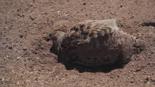 Idealne Zbliżenie Szarego Kuropatwy Ptaka Spacerującego Karmiącego Wiosłującego Piasku Perdix — Wideo stockowe