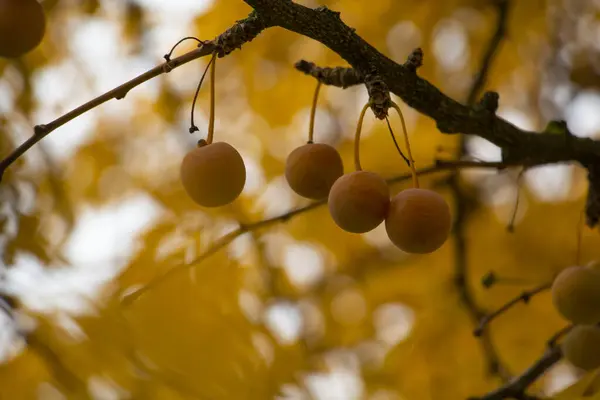 Leaves and fruit of the ginkgo tree in fall. High quality photo