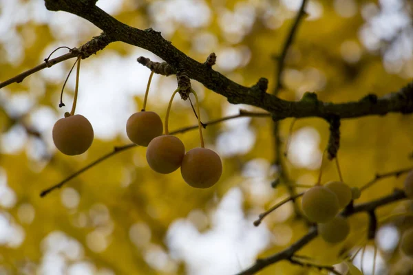 Leaves and fruit of the ginkgo tree in fall. High quality photo