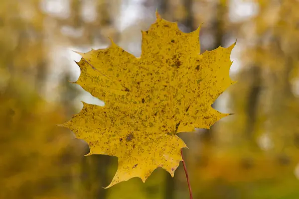 maple leaf holding in hand focus nature . High quality photo