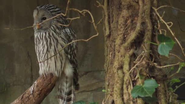 Ural Owl Close Funny Face Emotion Owl Bird Watching Rekaman — Stok Video