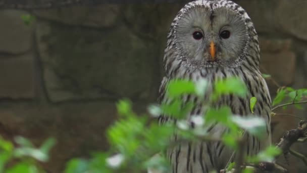 Gros Plan Sur Chouette Oural Drôle Visage Emotion Hibou Oiseau — Video