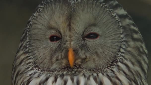 Bufnă Ural Aproape Față Amuzantă Emoția Bufniță Observare Păsărilor Înregistrare — Videoclip de stoc