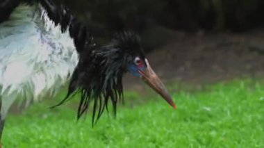 Leylek Abdims. Ciconia abdimii aynı zamanda beyaz karınlı leylek olarak da bilinir. Sudan 'daki Wadi Halfa Türk Valisi. 