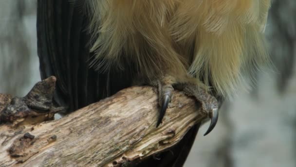 目光远大的猫头鹰刺五加在枝条上 优质Fullhd影片 — 图库视频影像