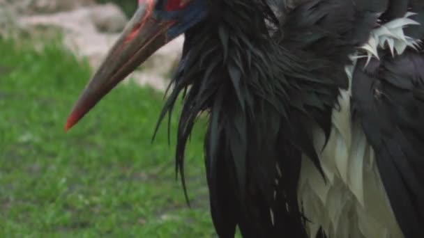 Cigogne Abdominale Ciconia Abdimii Aussi Connue Sous Nom Cigogne Ventre — Video