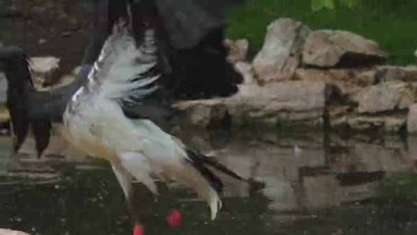 Abdims Stork Ciconia Abdimii Also Known White Bellied Stork Turkish — Stock Video