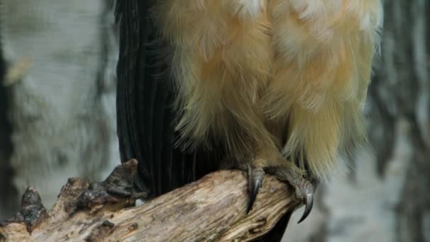 目光远大的猫头鹰刺五加在枝条上 优质Fullhd影片 — 图库视频影像