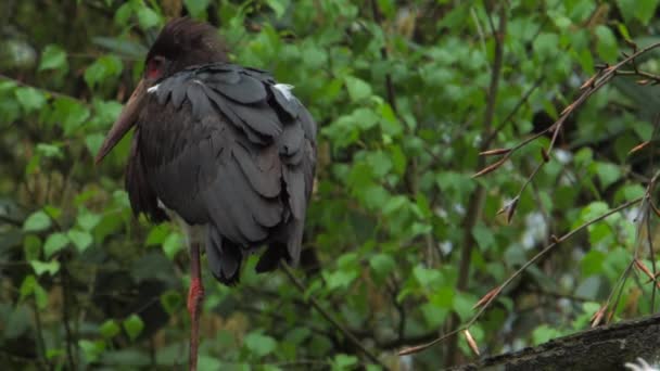 Abdichtet Storch Ciconia Abdimii Auch Als Weißbauchstorch Bekannt Der Türkische — Stockvideo