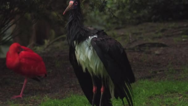Abdims Stork Ciconia Abdimii也被称为白腹鹤 苏丹Wadi Halfa的土耳其总督 — 图库视频影像