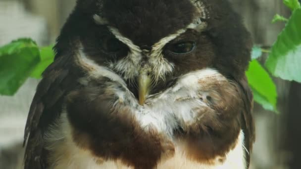Spectacled Owl Pulsatrix Perspicillata Perched Branch High Quality Fullhd Footage — Stock Video