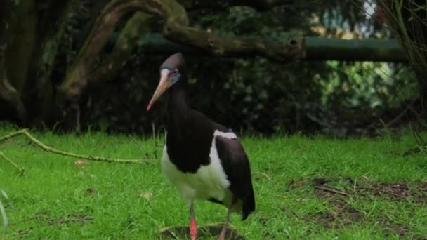 Abdims Stork Ciconia Abdimii Även Känd Som Vitmagad Stork Turkiets — Stockvideo