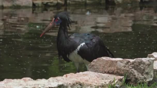 Abdims Stork Ciconia Abdimii也被称为白腹鹤 苏丹Wadi Halfa的土耳其总督 — 图库视频影像