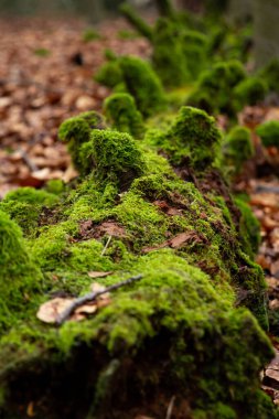 Yaşlı ağaç kütüğünün ormandaki yosunlarla kaplı hali, güzel bir manzara. Yüksek kalite fotoğraf