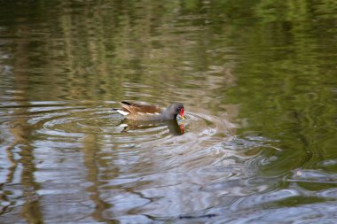 Sıradan bir bozkır tavuğu. Gallinula kloropus, Malaga, Almanya. Yüksek kalite fotoğraf