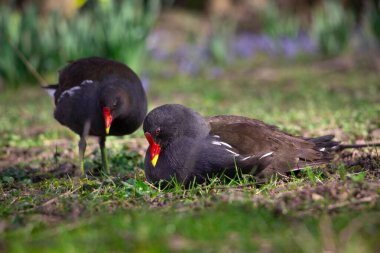 Sıradan bir bozkır tavuğu. Gallinula kloropus, Malaga, Almanya. Yüksek kalite fotoğraf