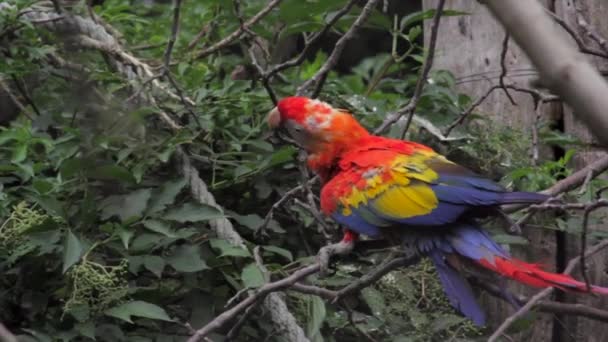 Macaw Merah Dan Hijau Ara Chloropterus Dikenal Sebagai Macaw Bersayap — Stok Video