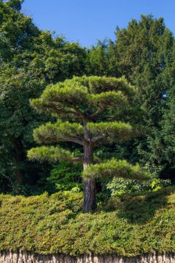 Güneşli bir günde bir uçurumda bir Japon çam ağacı büyür. Yüksek kalite fotoğraf