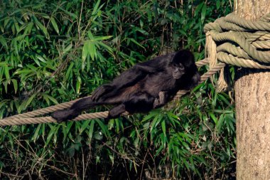 Relaxing Spider Monkey on Rope Surrounded by Lush Green Jungle Foliage. High quality photo clipart