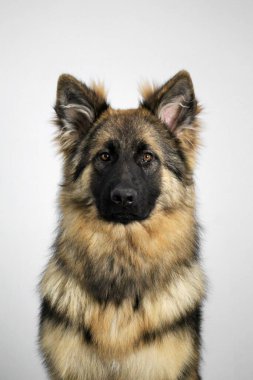 Stüdyoda uzun saçlı Alman çoban köpeğinin portreleri. Yüksek kalite fotoğraf