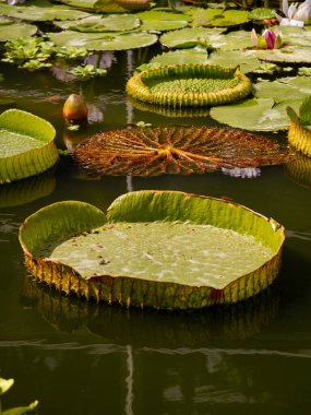 Dev Victoria nilüferlerinin yakın plan çekimlerinde çiçek açan beyaz nilüfer çiçekleri, sakin bir gölette, tropik botanik bahçesinde. Doğa, ekoloji ve botanik temalar için mükemmel..