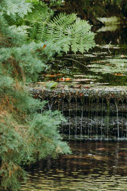 Yosunlu taştan bir şelale ve eğrelti otları ve çam ağaçları da içeren yemyeşil bir doğa sahnesi. Eko, manzara, spa ya da meditasyon temaları için mükemmel. Yüksek çözünürlüklü yakın çekim doğa dokusu.