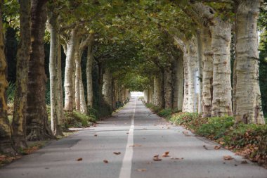 Leverkusen, Almanya 'da ağaçlarla çevrili huzurlu bir yol. Yeşil ağaç tepecikleri bir tünel oluşturuyor. Doğa, yolculuk, yalnızlık, perspektif ve sakinlik kavramları için ideal..