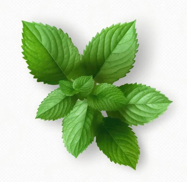 Fresh Mint Leaves Shadow Isolated White Background — Stock Photo, Image