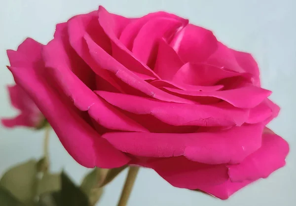 Nahaufnahme Der Schönen Rosenblätter Voller Blüte — Stockfoto