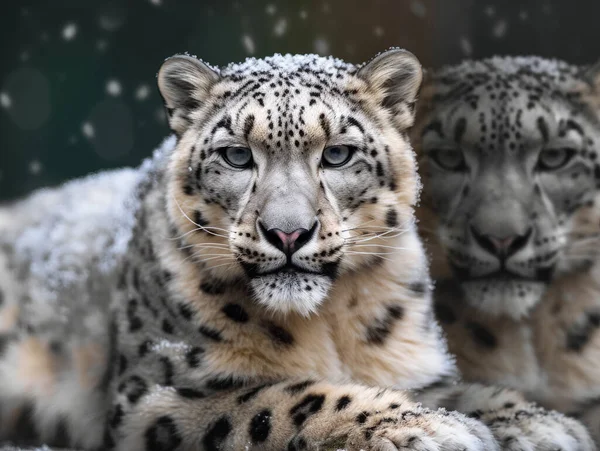 Leopardo Neve Irbis Panthera Uncia Grande Gato Que Habita Cadeias — Fotografia de Stock