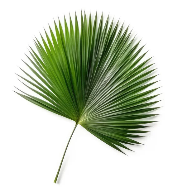 Beyaz arkaplanda doğal palmiye yaprağı izole