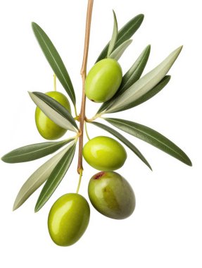Üzerinde birkaç yeşil zeytin dalı olan taze zeytin dalı. Beyaz arka planda izole edilmiş. Üst manzara.