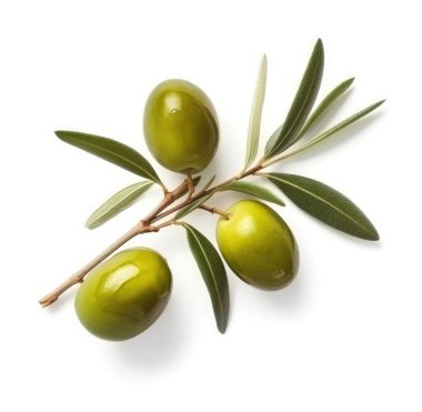 Üzerinde birkaç yeşil zeytin dalı olan taze zeytin dalı. Beyaz arka planda izole edilmiş. Üst manzara.