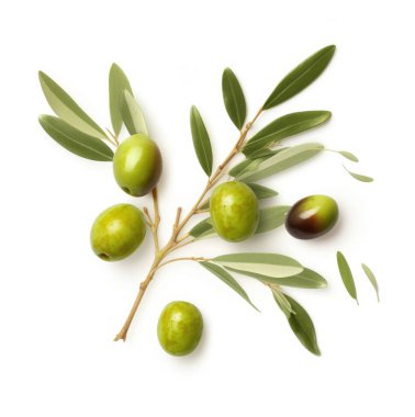 Üzerinde birkaç yeşil zeytin dalı olan taze zeytin dalı. Beyaz arka planda izole edilmiş. Üst manzara.