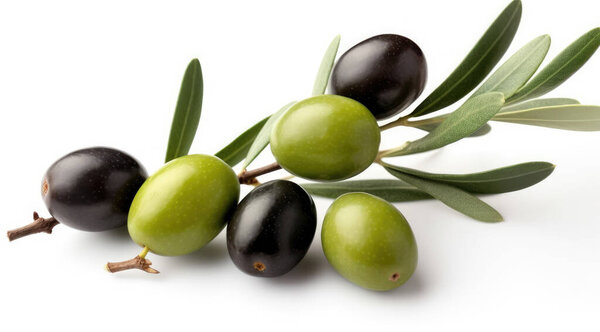 Fresh olive twig with several green olives on it, isolated on white background, top view