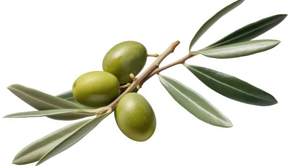 Fresh Olive Twig Several Green Olives Isolated White Background Top — Stock Photo, Image