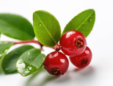 Beyaz arka planda yeşil yapraklı Lingonberry.