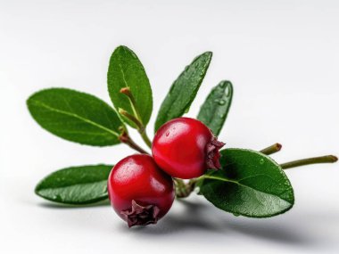 Beyaz arka planda yeşil yapraklı Lingonberry.