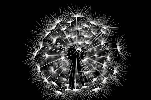 Spiritual, line art of a dandelion in white and black by Fibonacci