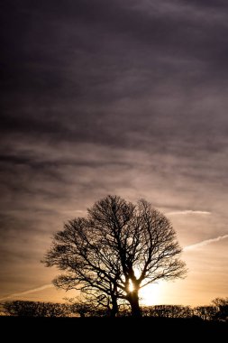 Panorama of morning , evening sky with beautiful trees