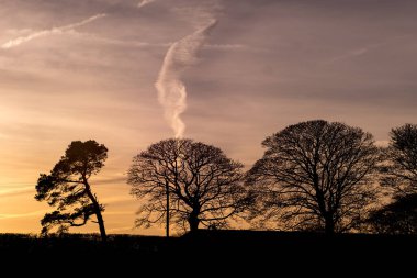 Panorama of morning , evening sky with beautiful trees