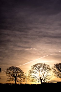 Panorama of morning , evening sky with beautiful trees