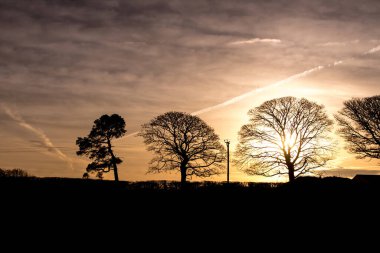 Panorama of morning , evening sky with beautiful trees