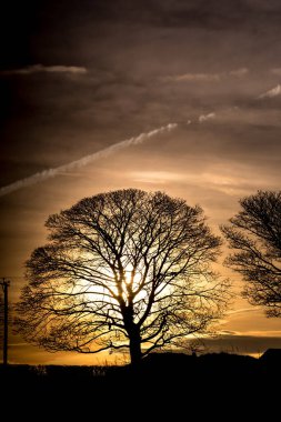 Panorama of morning , evening sky with beautiful trees