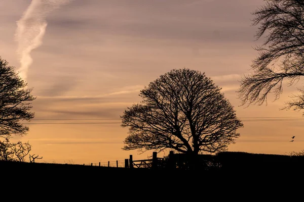 Panorama Morning Evening Sky Beautiful Trees — Stock Fotó